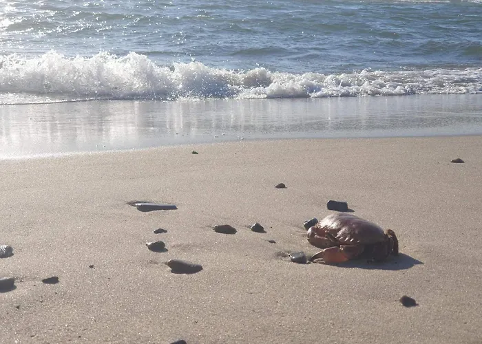 8 Person In Ringkobing-by Traum Ringkøbing